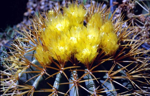 Ferocactus_glaucescens_1